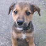 Un chiot Lurcher assis sur une surface bétonnée et portant un collier autour du cou