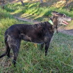 Un Lurcher sur un terrain herbeux et qui est tenu en laisse 