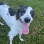 Un Lurcher sur un tzrrain herbeux et ayant la langue pendante 