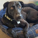 Un Lurcher allongé dans un panier et portant un collier autour du cou