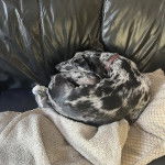 Un Lurcher allongé sur un canapé et portant un collier autour du cou