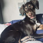 Un Lurcher allongé et regardant vers la caméra