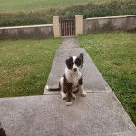 Un Lurcher assis sur une surface bétonnée et regardant vers la caméra