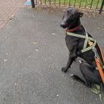 Un Lurcher assis sur une surface goudronnée et qui est tenu en laisse 