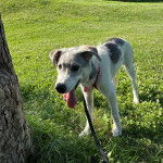 Un Lurcher ayant la langue pendante et qui est tenu en laisse 
