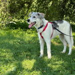 Un Lurcher tirant la langue et qui est tenu en laisse 