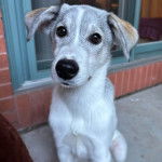Un Lurcher assis sur une surface bétonnée et semblant détendu 
