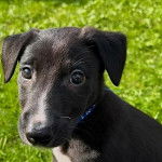 Un chiot Lurcher assis sur un terrain herbeux et portant un collier autour du cou