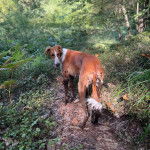 Un Lurcher sur un terrain herbeux et regardant vers la caméra 