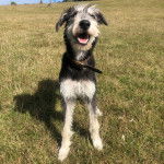 Un Lurcher sur une surface herbacée et portant un collier autour du cou