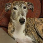 Un Lurcher allongé et regardant vers la caméra