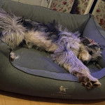 Un Lurcher allongé dans un panier et semblant détendu 