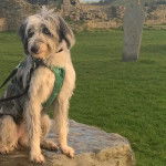 Un Lurcher assis sur une pierre et portant un harnais