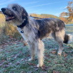 Un Lurcher sur un terrain herbeux et portant un collier autour du cou