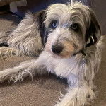 Un Lurcher allongé sur une moquette et portant un collier autour du cou