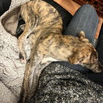 Un Lurcher allongé sur un canapé et semblant dormir 