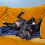 Un Lurcher allongé sur le dos sur un canapé et portant un collier autour du cou