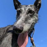 Un Lurcher ayant la langue pendante et qui est tenu en laisse 