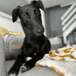 Un Lurcher allongé sur un canapé et regardant vers la caméra 