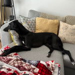 Un Lurcher allongé sur un canapé et semblant détendu 