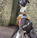 Un Lurcher assis sur une surface sableuse et qui est tenu en laisse 