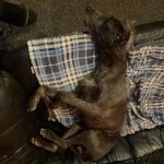 Un Lurcher allongé sur un canapé et semblant détendu 