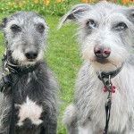 Deux Lurcher assis sur un terrain gazonné et qui sont tous les deux tenus en laisse