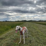 Un Lurcher ayant la langue pendante et portant un harnais