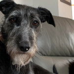Un Lurcher allongé sur un canapé et portant un collier autour du cou