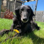 Un Lurcher allongé sur un terrain herbeux et portant un collier autour du cou
