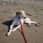 Un Lurcher allongé sur une surface sableuse et qui est tenu en laisse