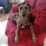Un Lurcher allongé sur un canapé 