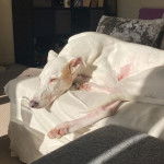 Un Lurcher allongé sur un canapé et semblant détendu