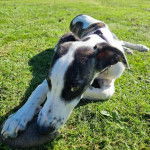 Un Lurcher allongé sur un terrain herbeux et portant un collier autour du cou