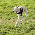 Un Lurcher marchant sur un terrain herbeux et portant un harnais 