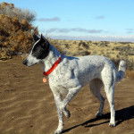 Un Lurcher marchant sur une surface sableuse et portant un collier autour du cou