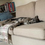 Un Lurcher allongé sur un canapé et portant un collier autour du cou
