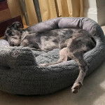 Un Lurcher allongé dans un panier et portant un collier autour du cou