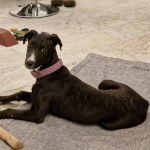 Un chiot Lurcher allongé sur un tapis et portant un collier autour du cou