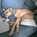 Un Lurcher allongé sur un canapé et portant un collier autour du cou
