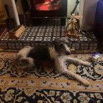 Un Lurcher allongé sur un tapis et portant un collier autour du cou 