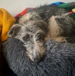 Un Lurcher allongé dans un panier et regardant vers la caméra 