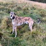 Un Lurcher sur une surface herbacée et portant un collier autour du cou