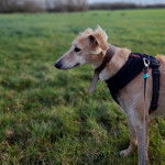 Un Lurcher sur une surface herbacée et portant un harnais 