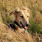 Un Lurcher allongé sur un terrain herbeux et portant un harnais 