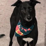 Un Lurcher portant un foulard et regardant vers la caméra