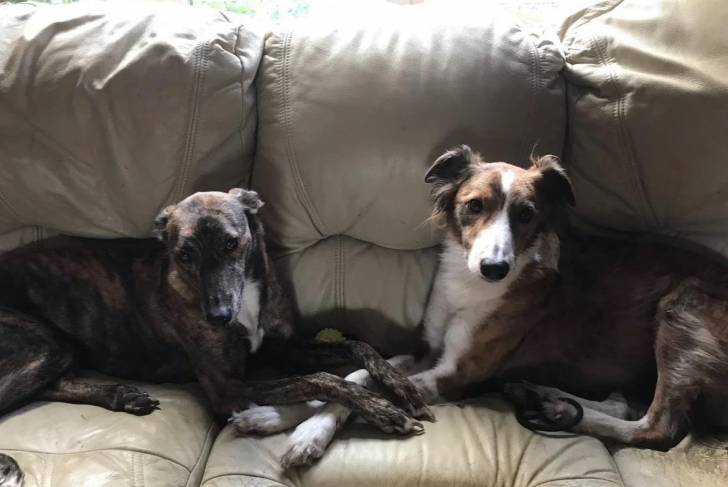 Deux Lurcher allongés sur un canapé et semblant tous les deux détendus