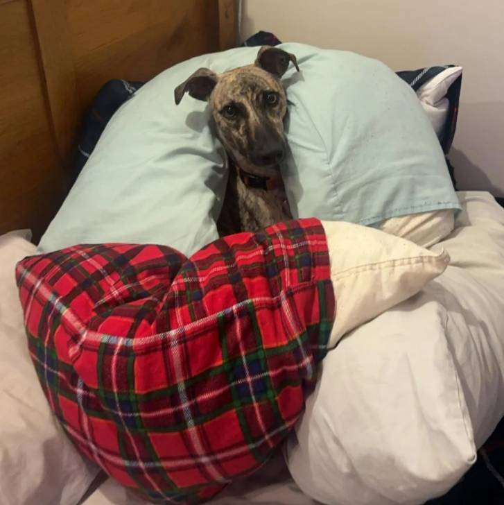 Un Lurcher allongé sur un lit et portant un collier autour du cou 