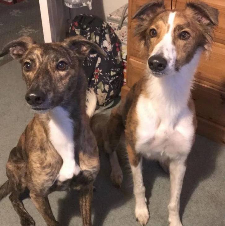 Deux Lurcher assis sur une moquette et regardant tous les deux vers leurs droites 