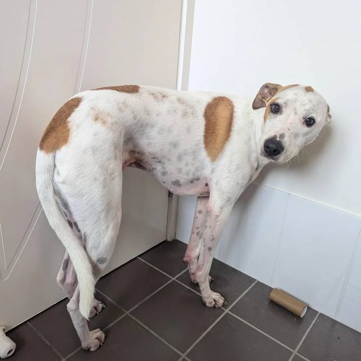 Un Lurcher sur un sol carrelé et regardant vers la caméra 